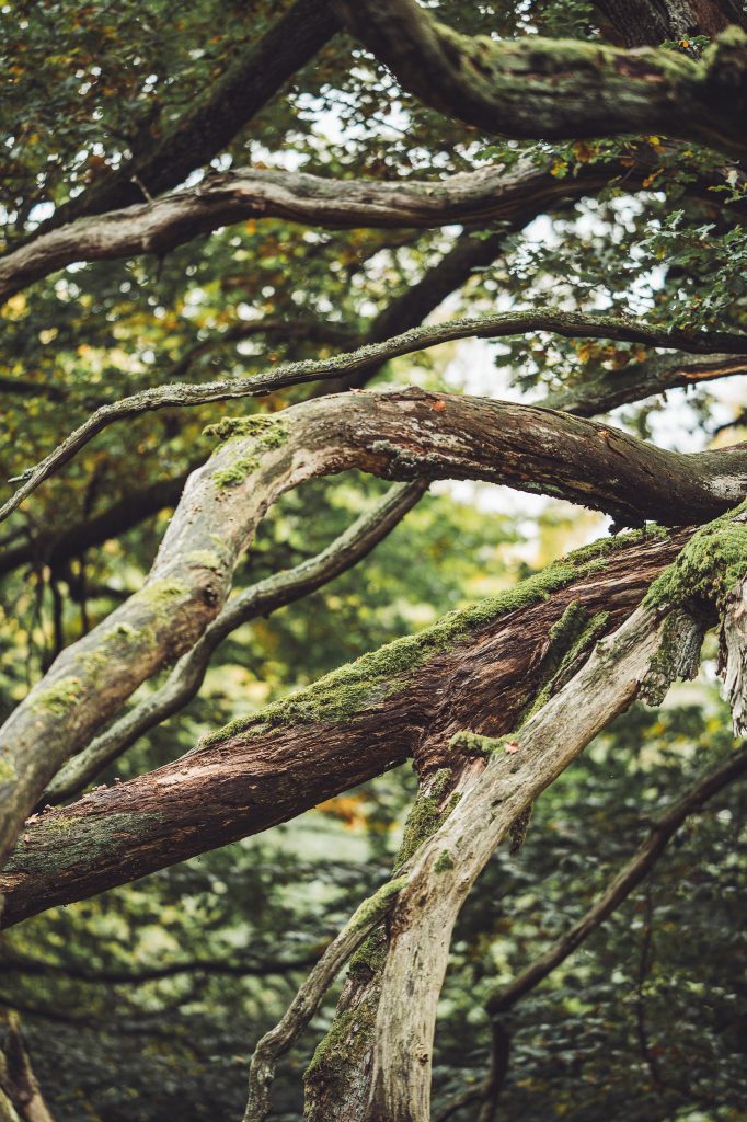 Knorrige moosige Äste einer alten Eiche im Urwald Sababurg