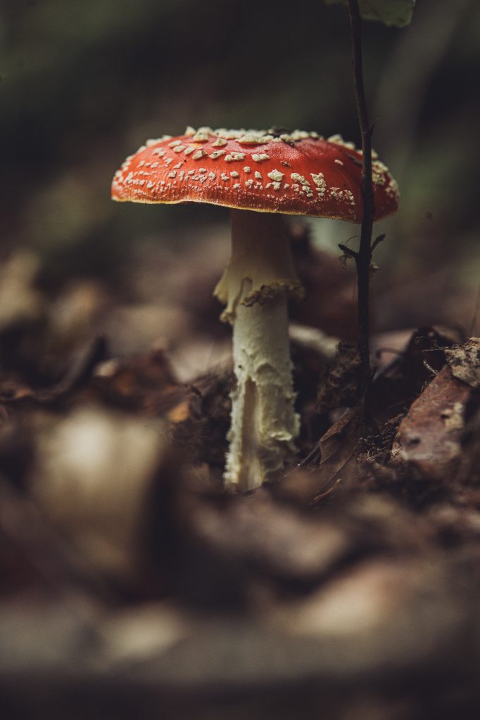 Roter Fliegenpilz mit weißen Punkten auf dem Waldboden im Urwald Sababurg