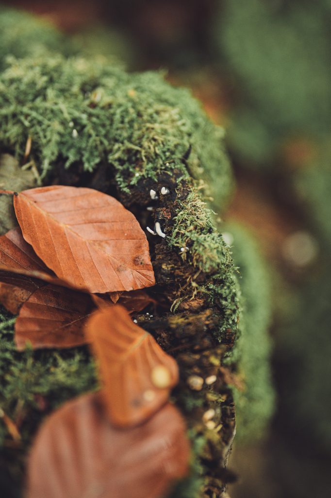 Braune Buchenblätter auf Moos und kleine Pilze im Urwald Sababurg