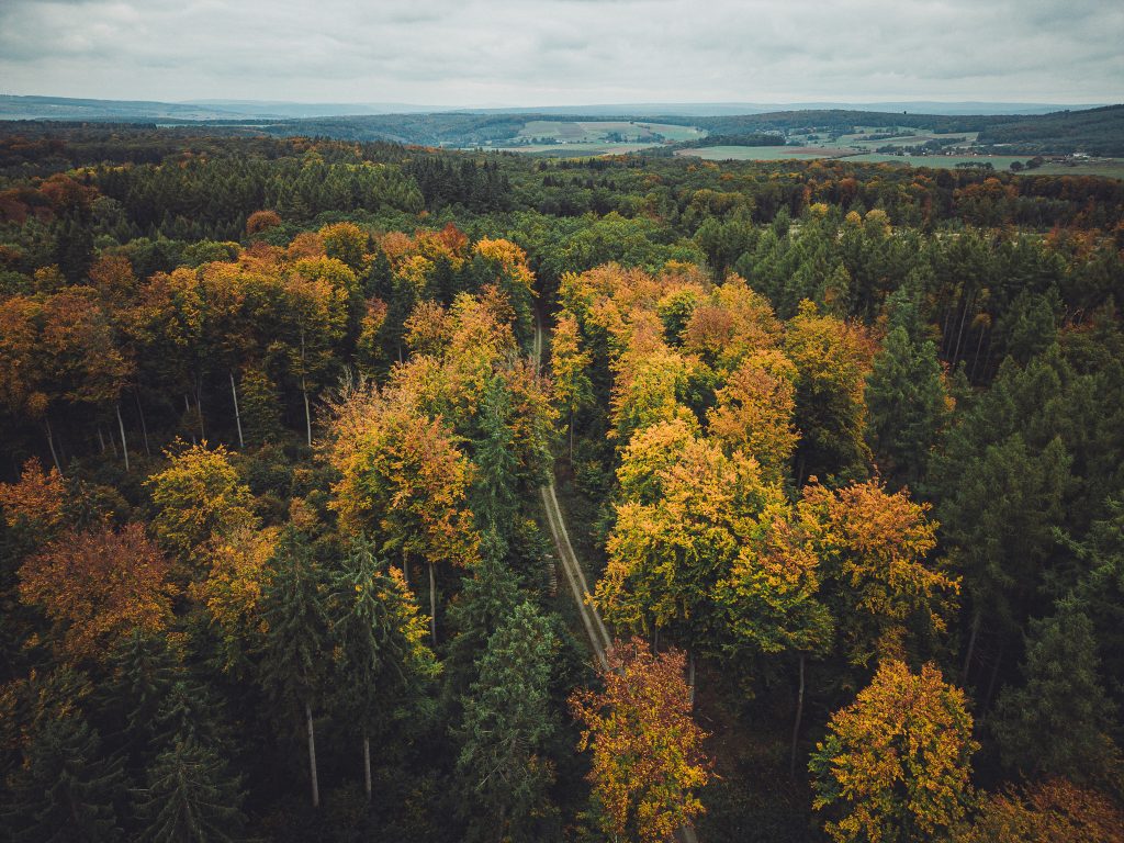 Luftaufnahme eines herbstlichen Waldes mit geradem Waldweg beim Urwald Sababurg