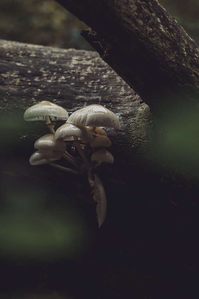 Gruppe heller Pilze unter dunklem Totholz im Urwald Sababurg