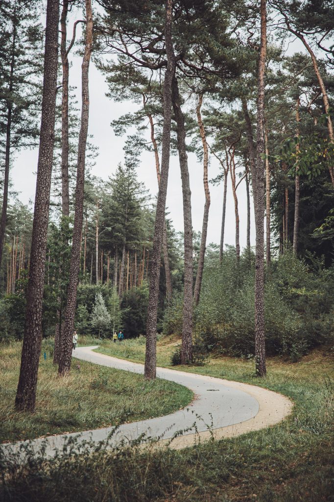 Geschwungener Weg durch hohe Kiefern in der Gartenschau Bad Lippspringe