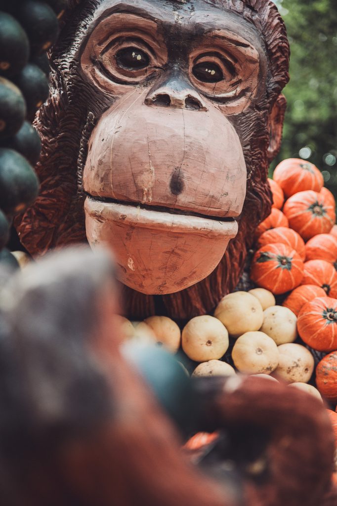Nahaufnahme eines geschnitzten Gorillagesichts zwischen weißen, grünen und orangefarbenen Kürbissen