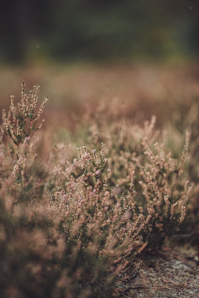 Heidepflanzen mit wenigen lilafarbenen Blüten in der Stukenbrocker Senne