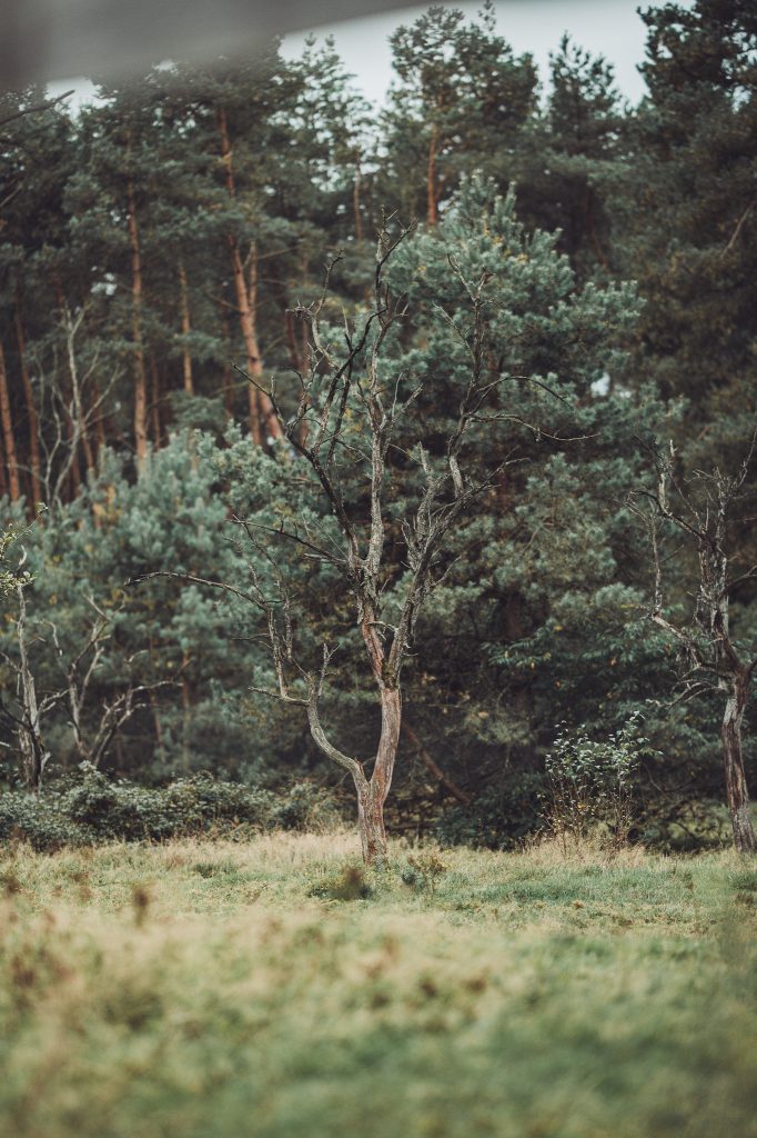 Kahler Baum auf einer Grasfläche vor Kiefern in der Stukenbrocker Senne