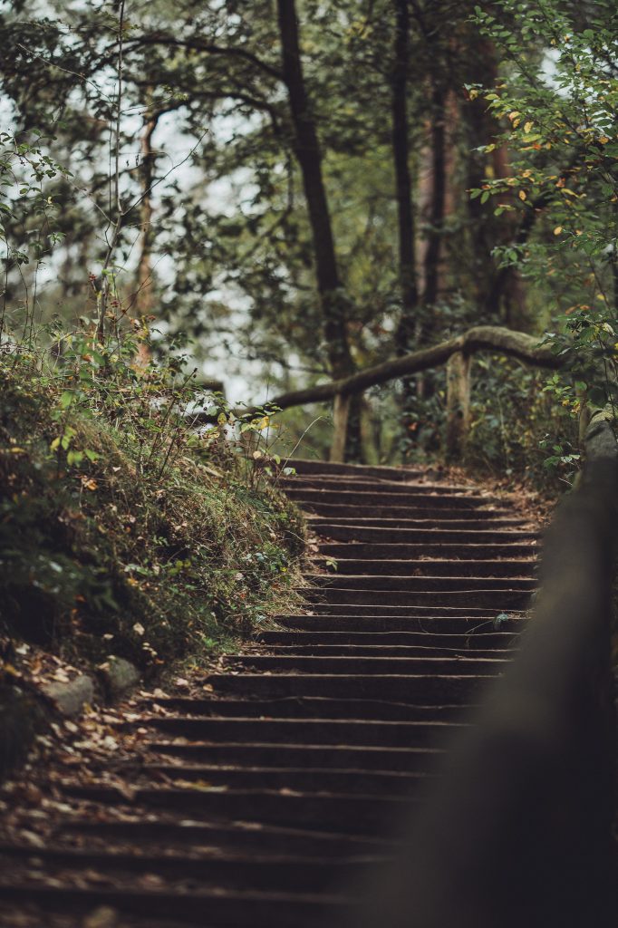 Lange Holztreppe mit Geländer im Wald der Stukenbrocker Senne