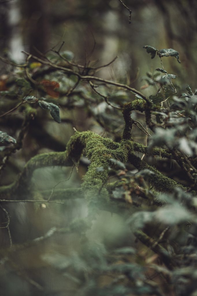 Moosbewachsene Äste zwischen dunklen Blättern im Wald der Stukenbrocker Senne