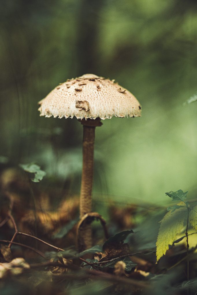 Hoher Pilz mit hellem Schirm zwischen Blättern auf dem Waldboden der Stukenbrocker Senne