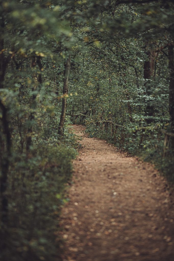 Schmaler sandiger Waldweg mit Holzgeländer in der Stukenbrocker Senne
